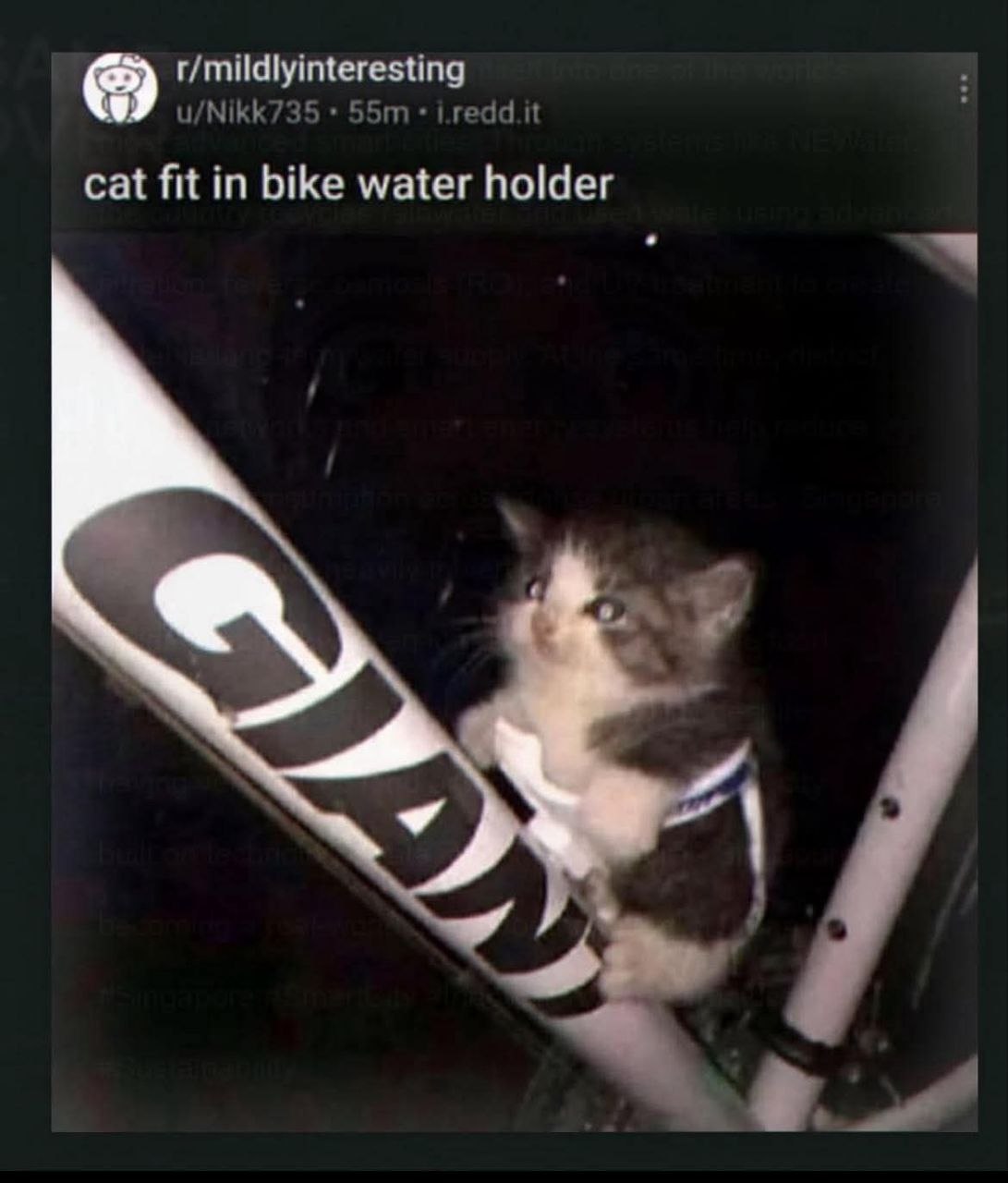 US Animal Humor a cat sitting in a car with a sign